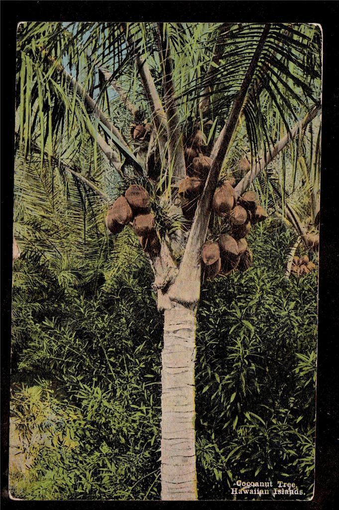 c1930 close up of a local Cocoanut Tree Hawaii postcard