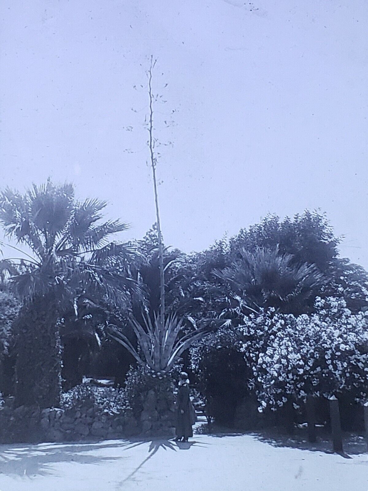 Tropical Foliage, MERCED, CALIFORNIA, c1910s Magic Lantern Glass Slide