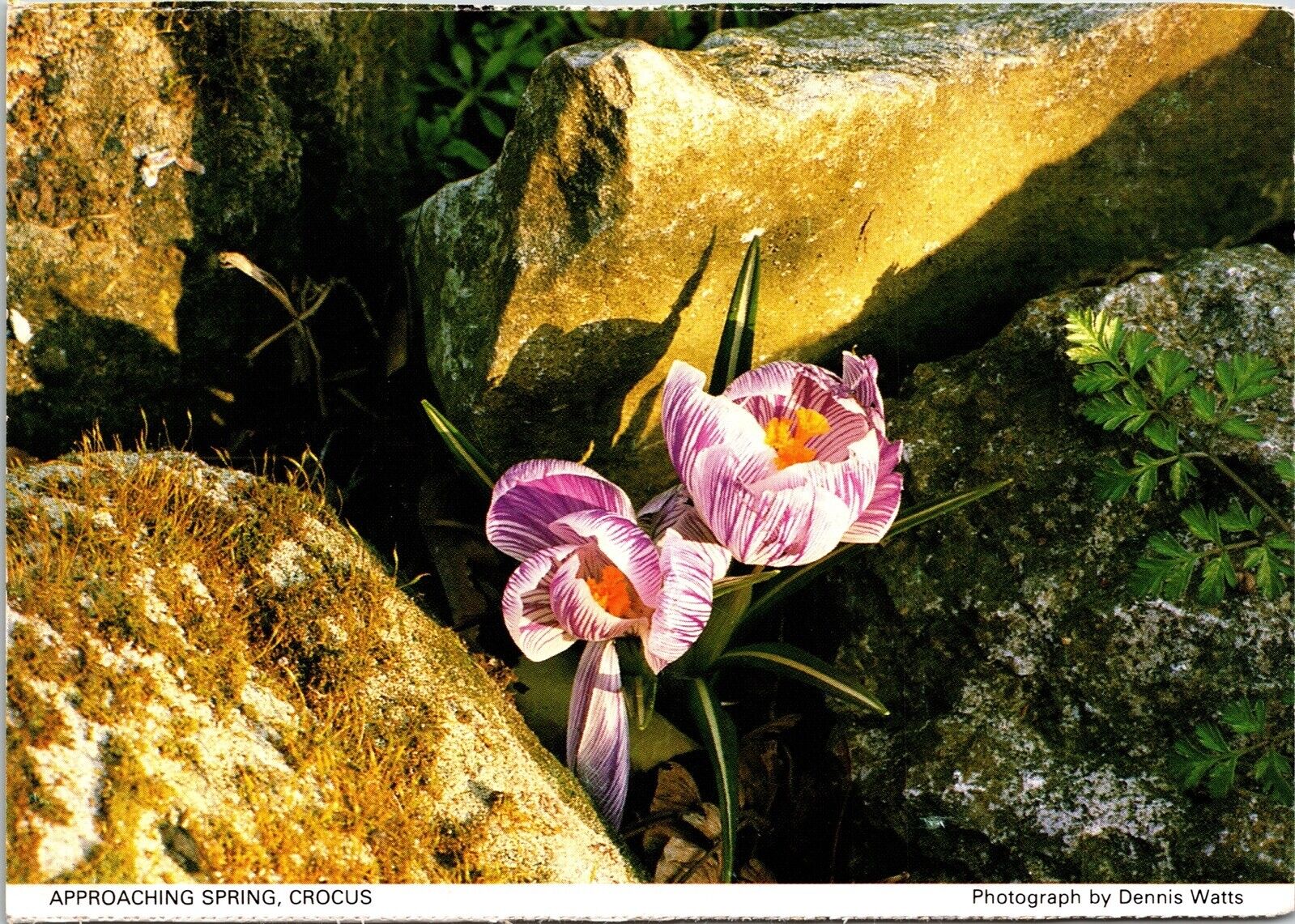 Approaching Spring Crocus Flowers Essex Nature Rocks Chrome Postcard UNP