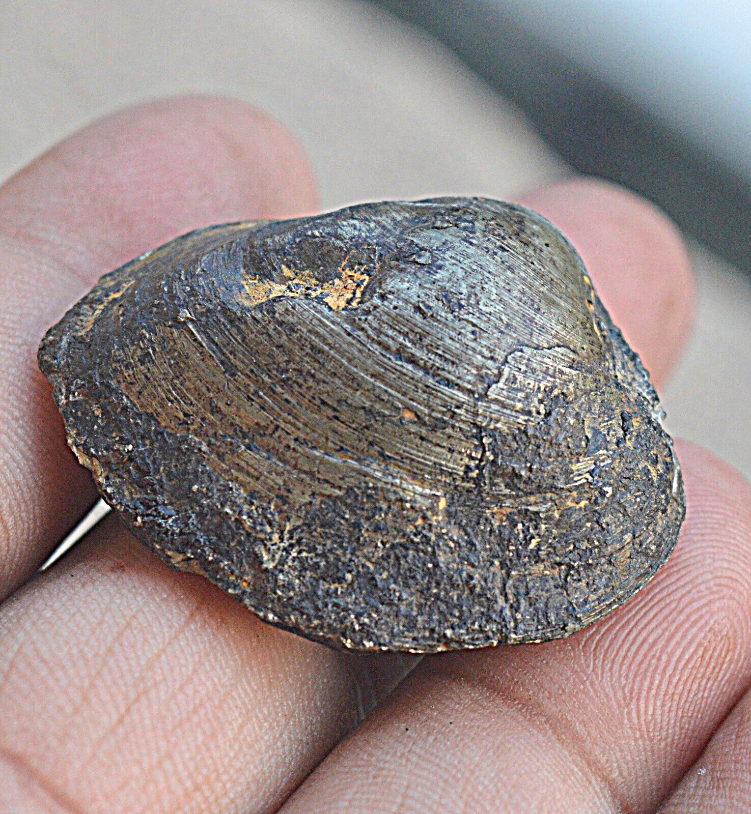 Amazing Pyrite fossil from Baluchistan, Pakistan