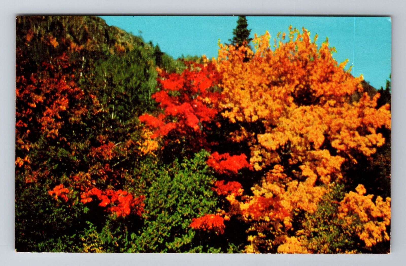 MI-Michigan, Copper County In Full Autumn Splendor, Antique, Vintage Postcard