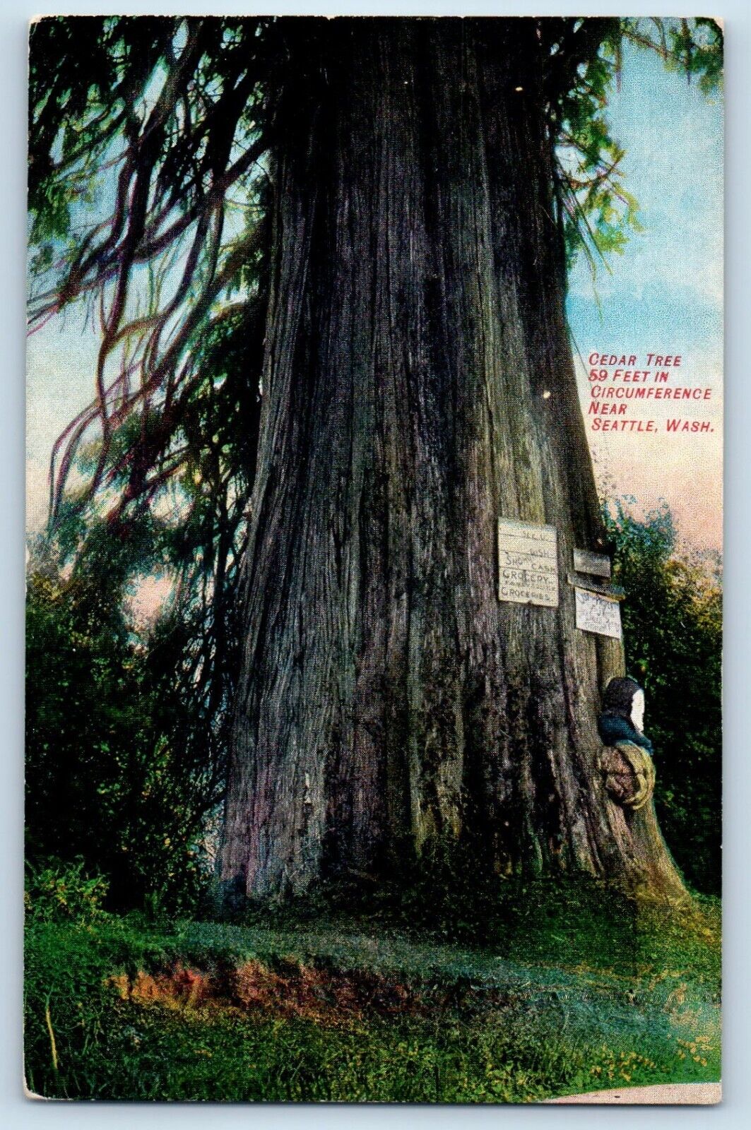 Seattle Washington Postcard Cedar Tree Circumference Exterior View c1910 Vintage