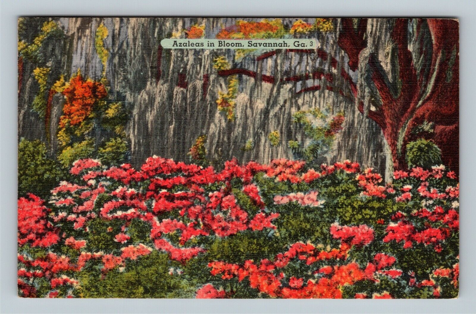 Savannah GA, Azaleas In Bloom, Georgia c1957 Vintage Postcard