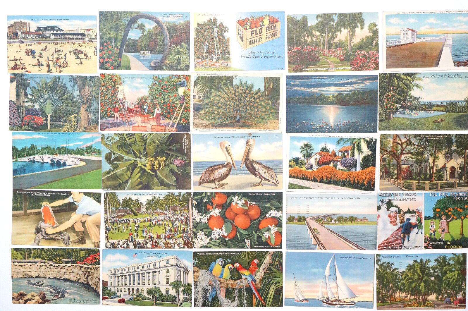 FLORIDA Linen Postcard LOT 25 Views Animals Oranges Birds Alligator Old FL Cards
