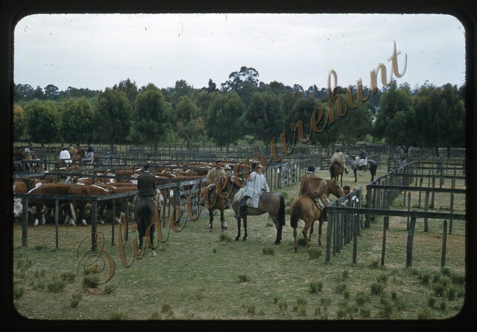 Argentina Horses Cattle Men 35mm Slide 1950s Red Border Kodachrome