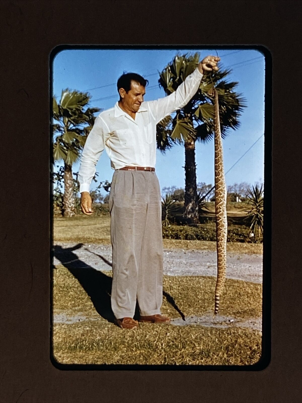 1950s Man Holding Snake Mexico 35mm Orange Border Kodachrome Duplicate Slide
