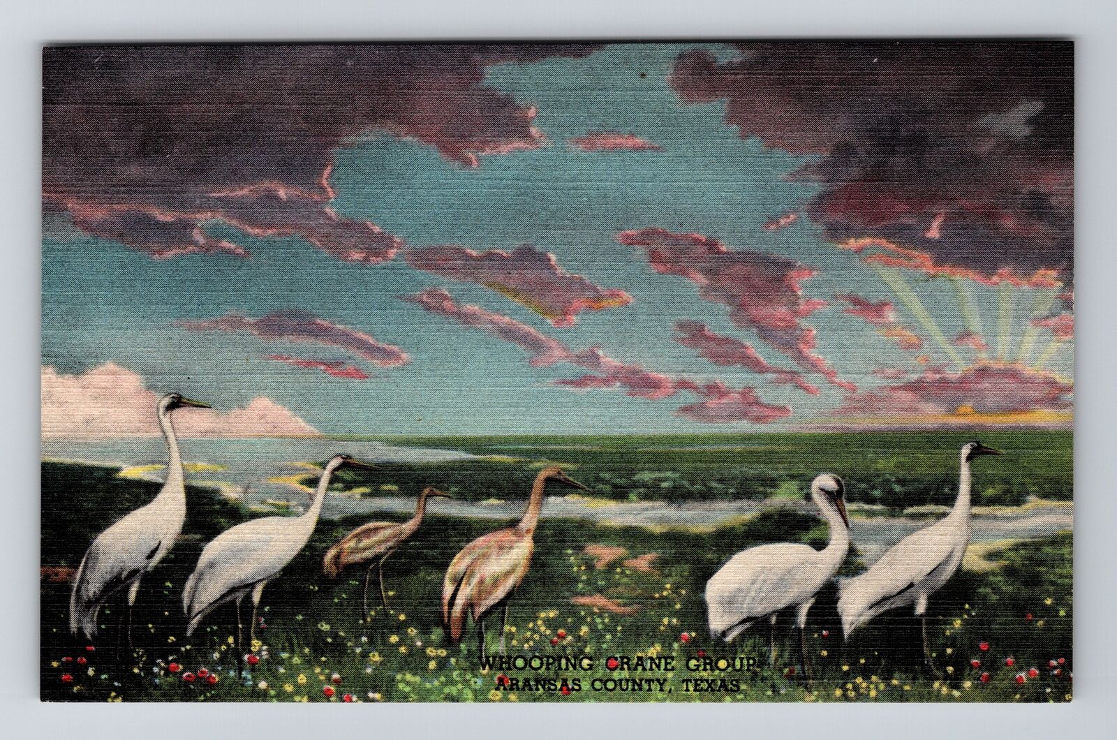 Denver CO-Colorado, Museum of Natural History, Texas Whooping Crane Postcard