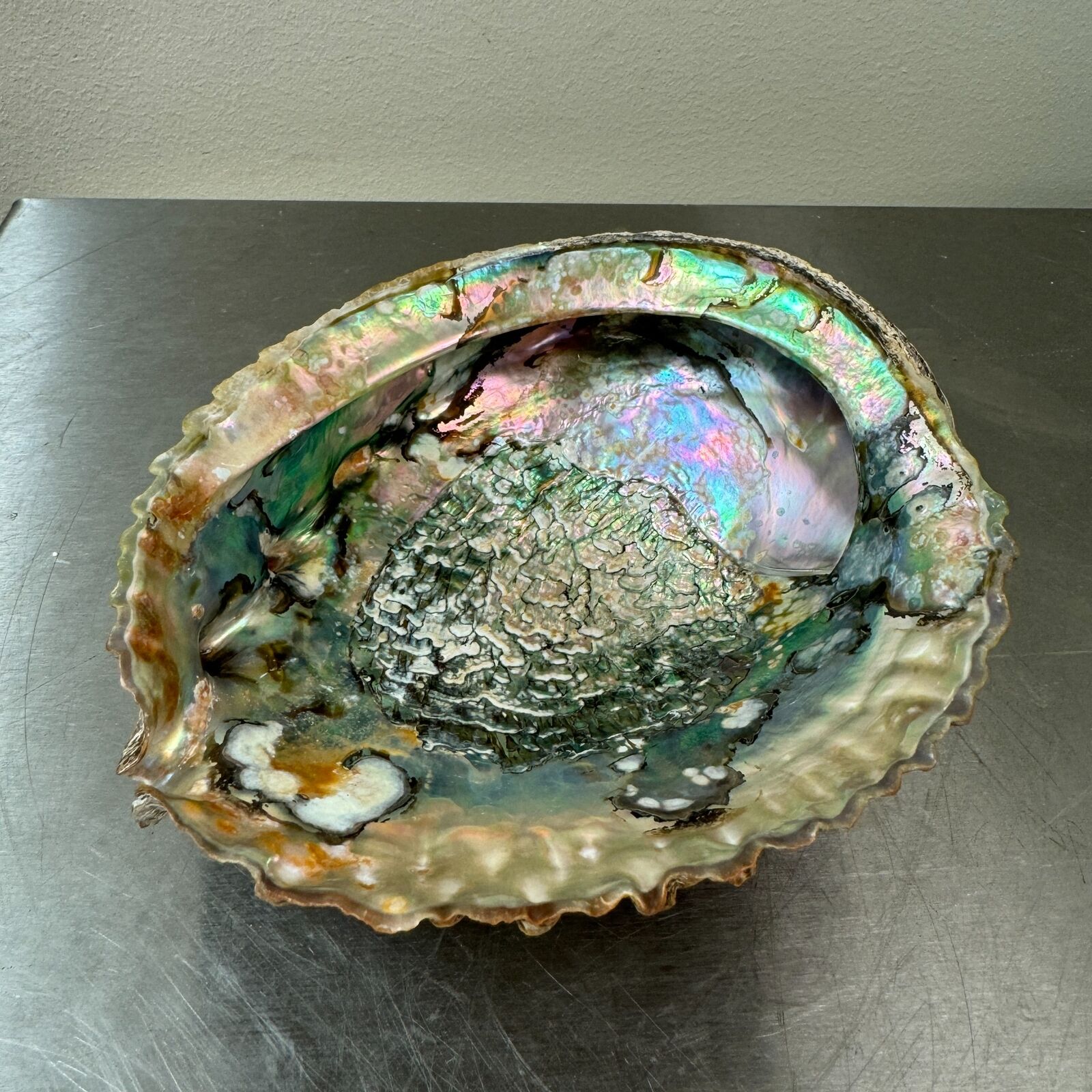 VTG Natural Abalone Shell Iridescent Seashell Bowl Dish Decor Large Sea 6.75