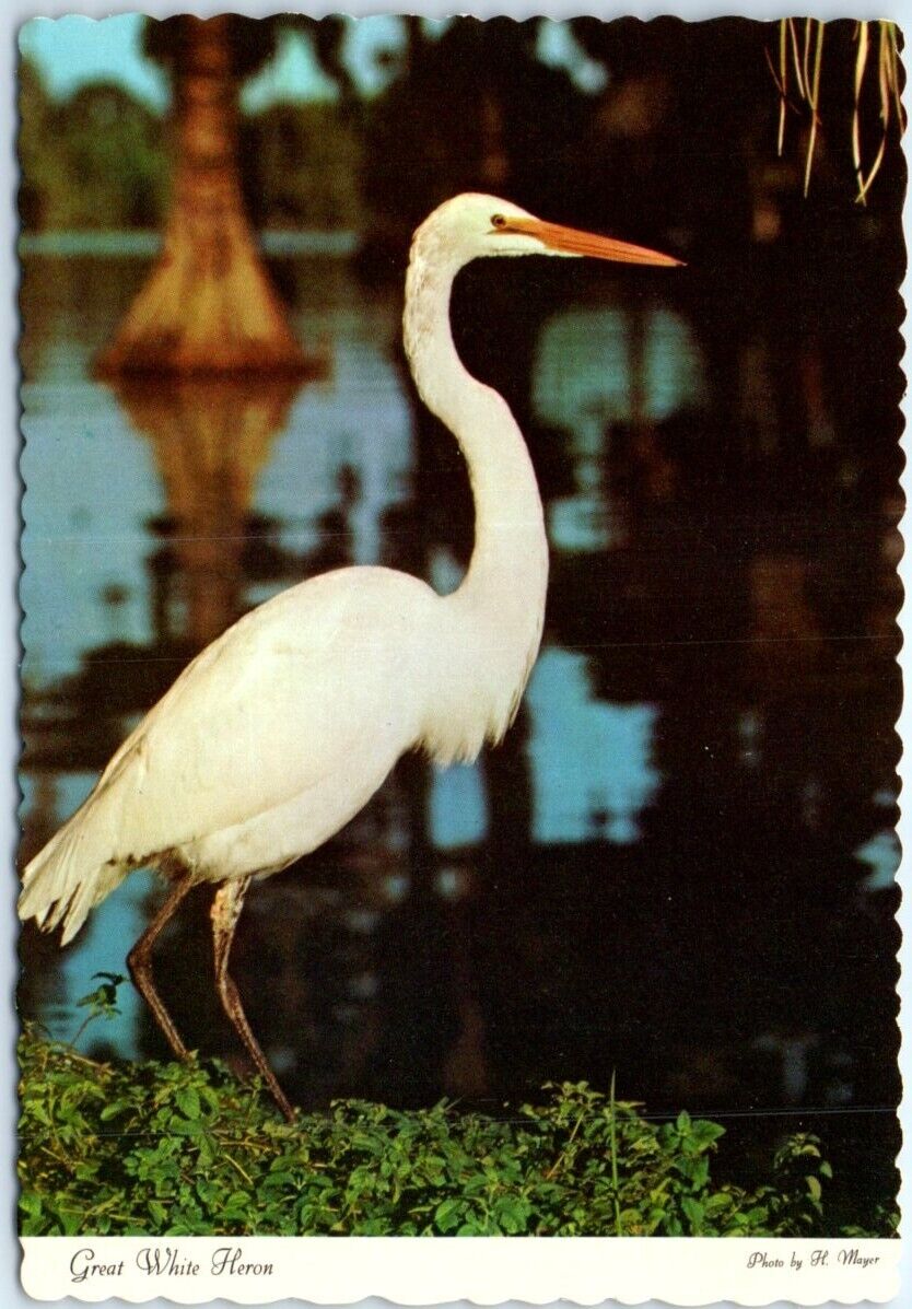 Postcard - Great White Heron