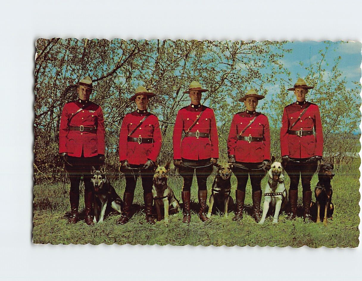 Postcard Members of the Royal Canadian Mounted Police with Trained Dogs