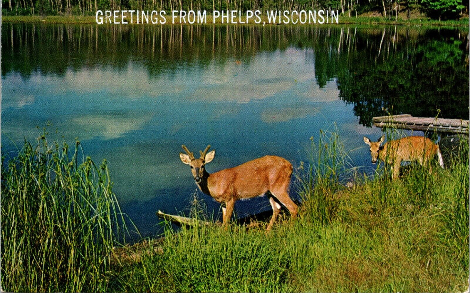 Deer Greetings From Phelps Wisconsin WI Postcard L66