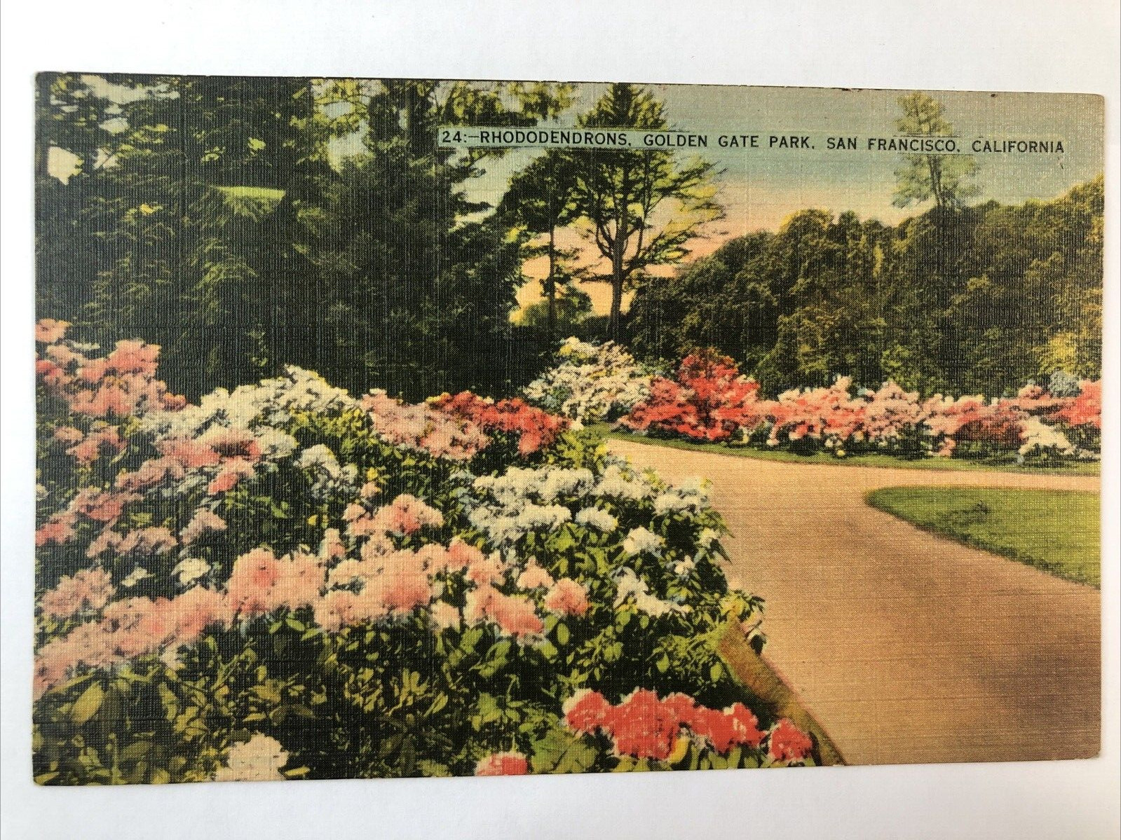 San Francisco, CA Rhododendron Golden Gate Park 24 c1940s Linen Postcard
