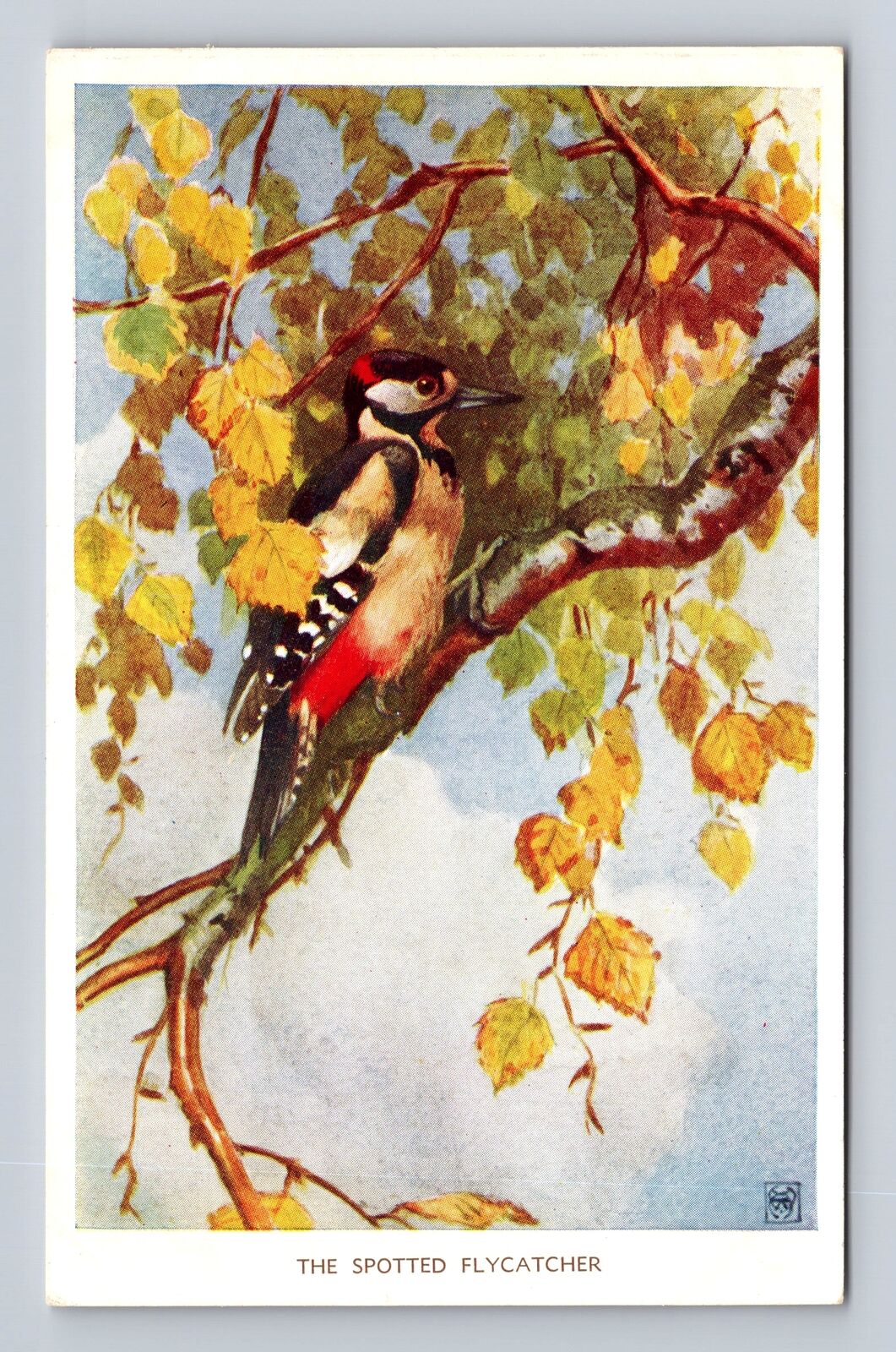 The Spotted Flycatcher, Bird, Animal, Antique, Vintage Souvenir Postcard