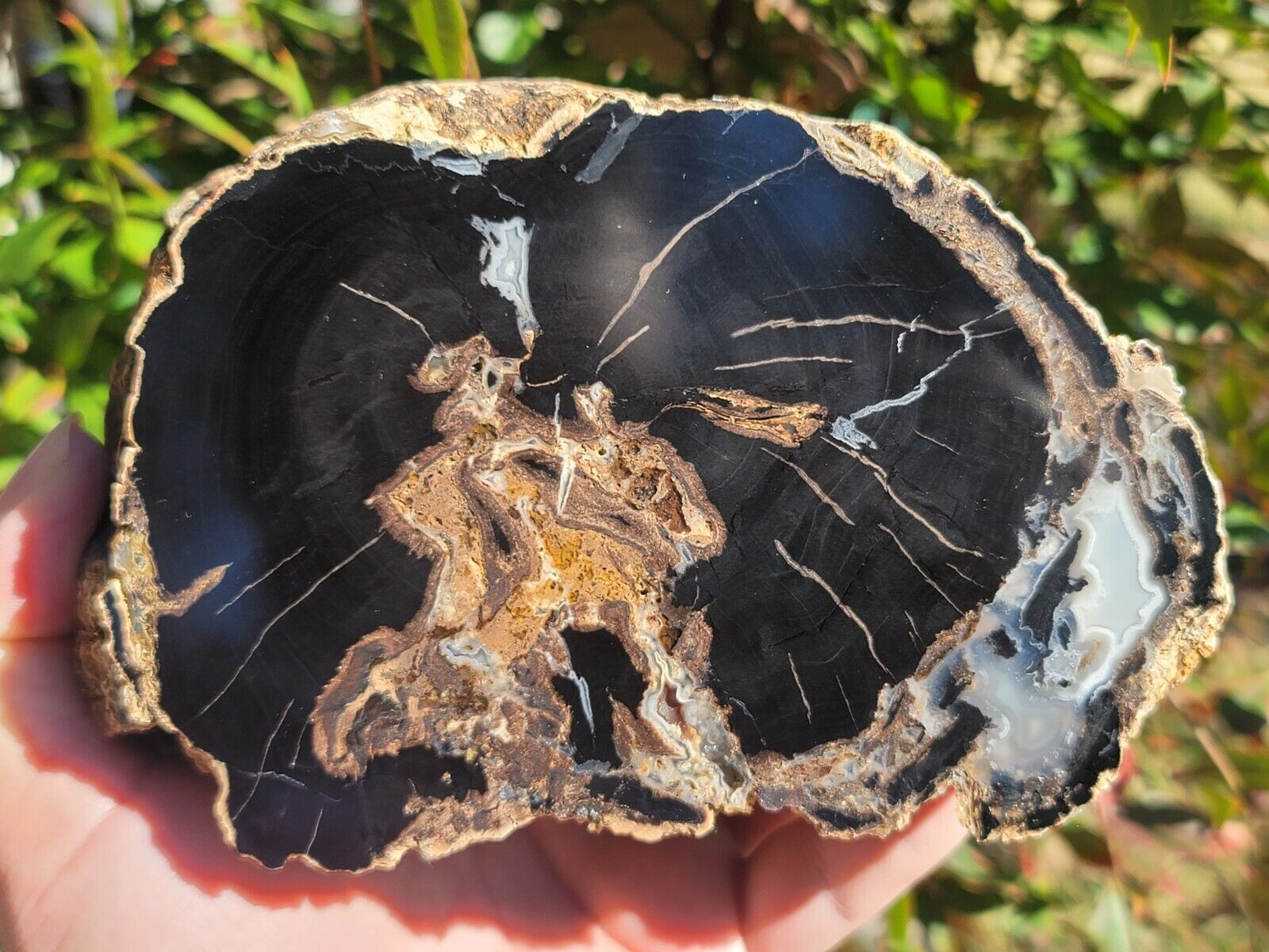 Wyoming Eden Valley Petrified Wood With Contrasting Banded Agate End Cut