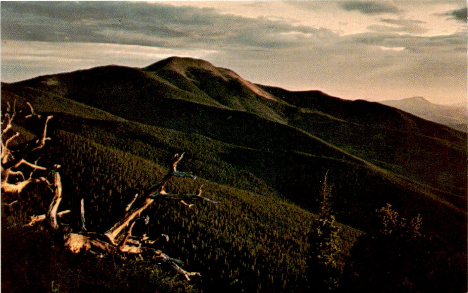 Gene Tison, Baldy Mountain, Philmont, highest peak, New Mexico, summer Postcard