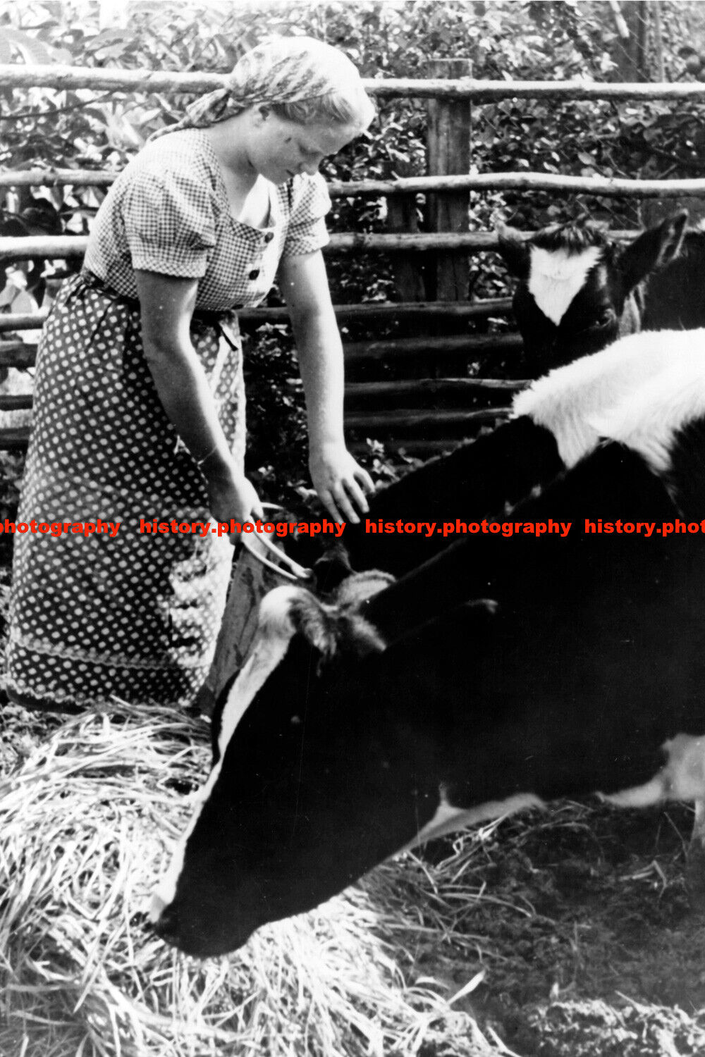 F018878 BdM girl feeding cows c1943
