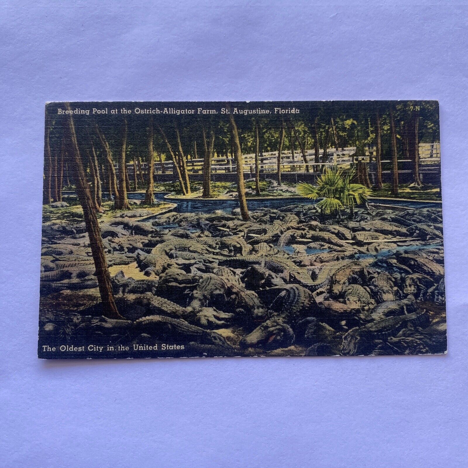 Breeding Pool At the Ostrich Alligator Farm St Augustine Florida c1950s Postcard