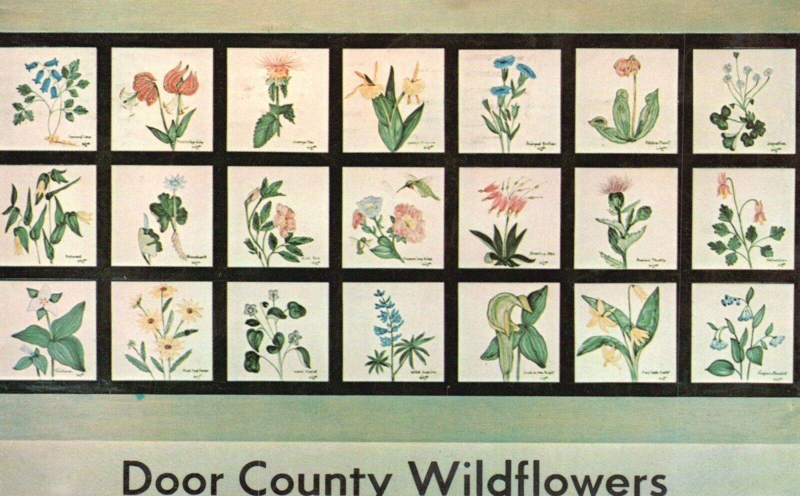 Postcard WI Door County Wildflowers Wisconsin Posted Chrome Vintage PC H1893