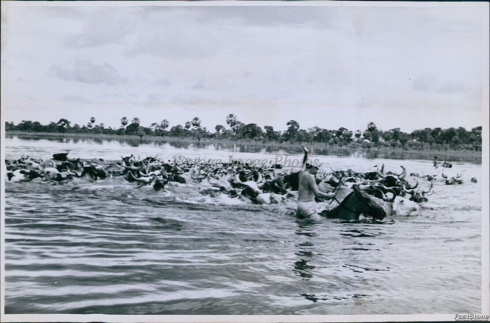 1966 Drover On Horseback Pushes Cattle Herd Across River Agriculture 6X8 Photo