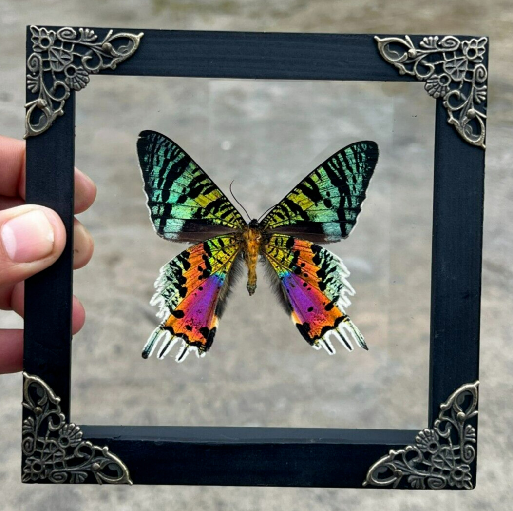 Real Sunset Moth Framed Decor