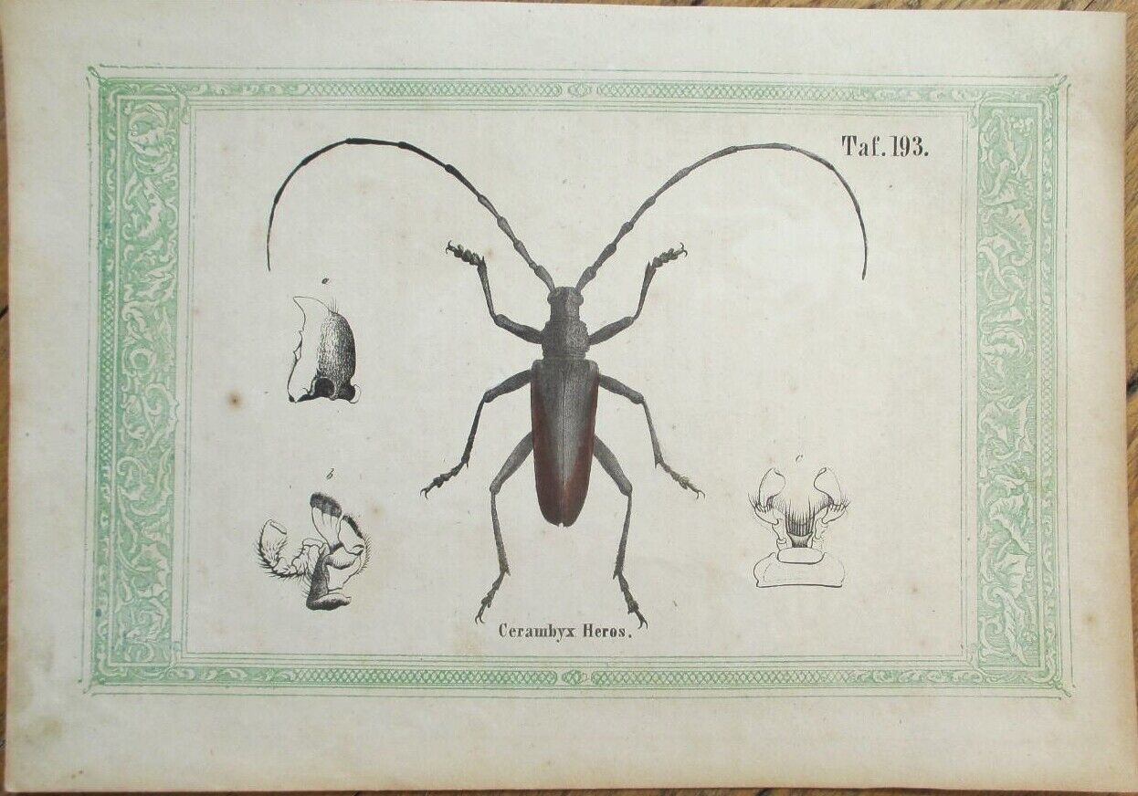 Insect Prints 1850s SET OF ELEVEN-Spider/Beetle/Moth/Caterpillar/Bee/Wasp-German