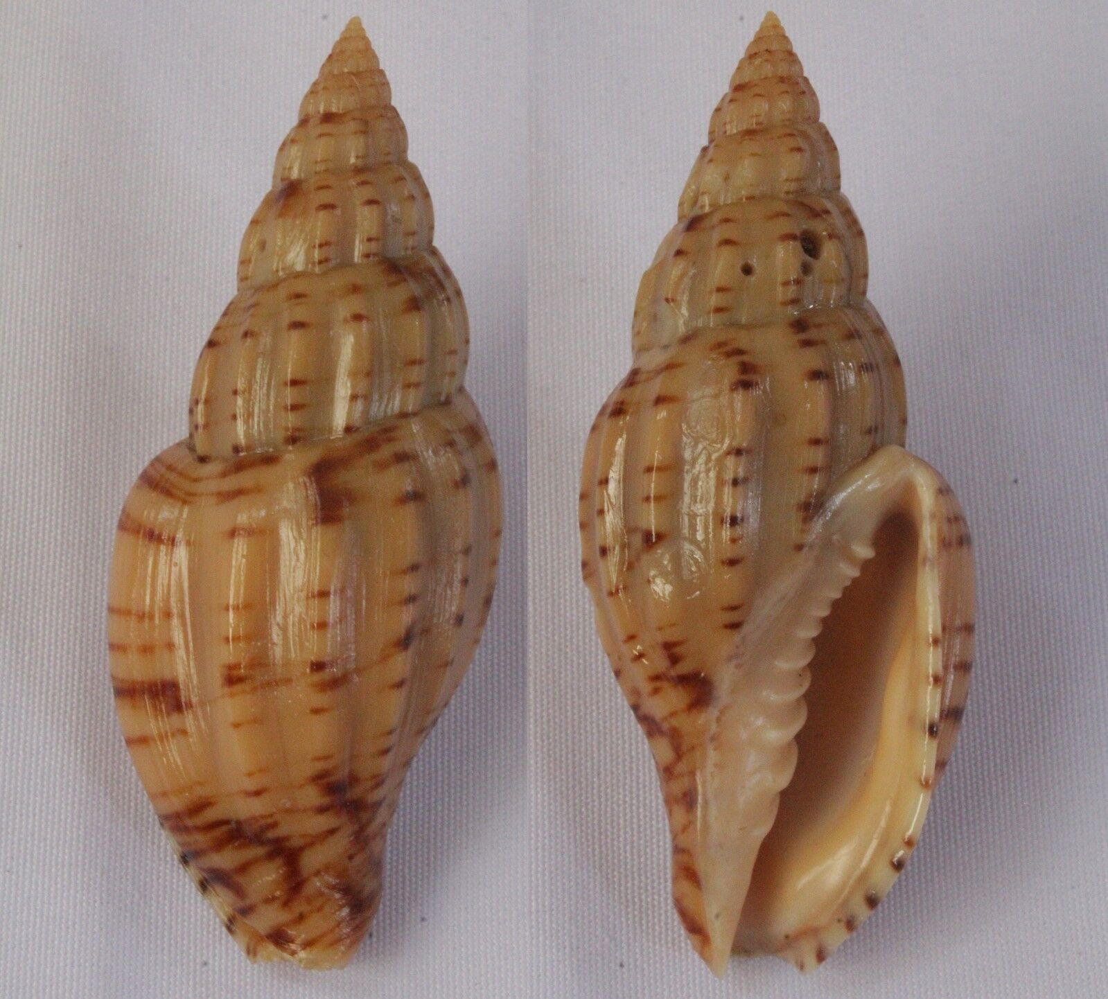 Seashells Lyria planicostata f. boholensis Volutes Shells 76mm  F++ Very Large 