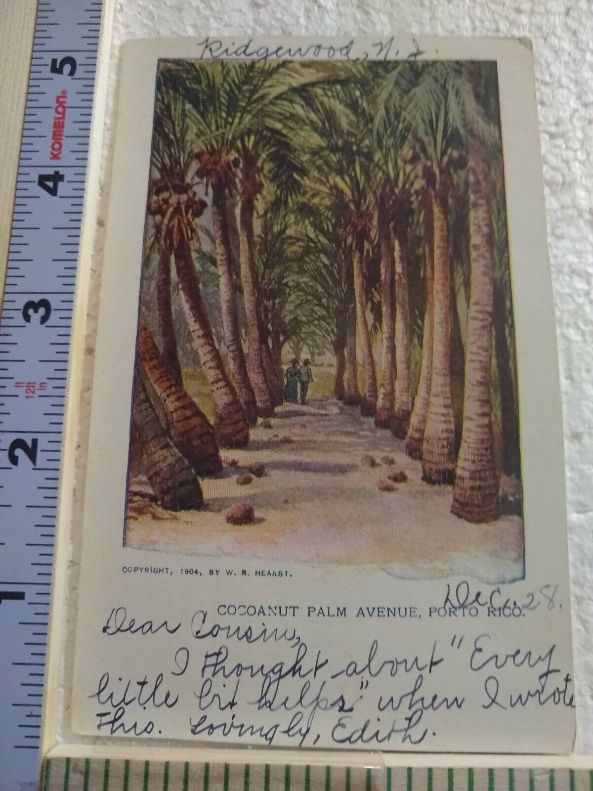 Postcard Coconut Palm Avenue Puerto Rico