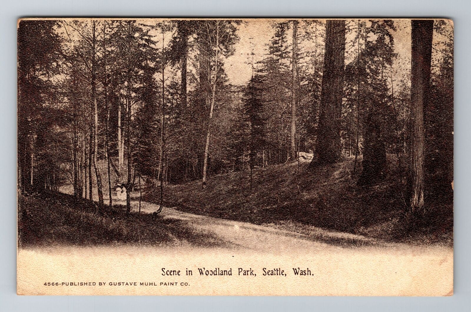 Seattle WA-Washington, Scene In Woodland Park, Antique Souvenir Vintage Postcard