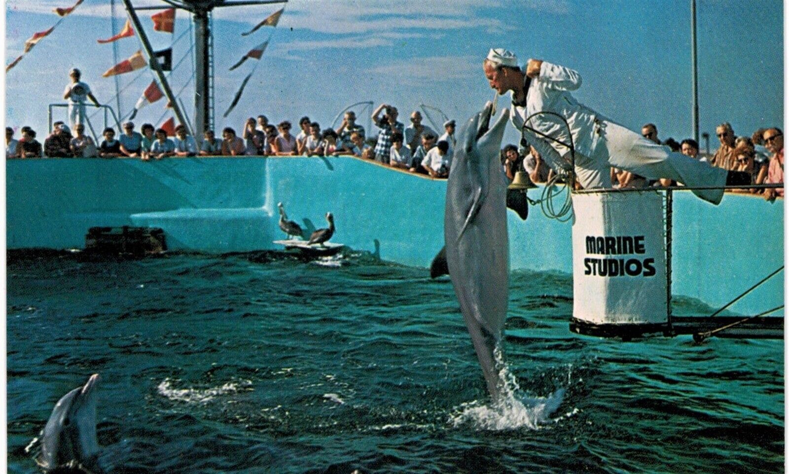 Marineland Marine Studios Porpoise Feeding 1960s MINT UNUSED 