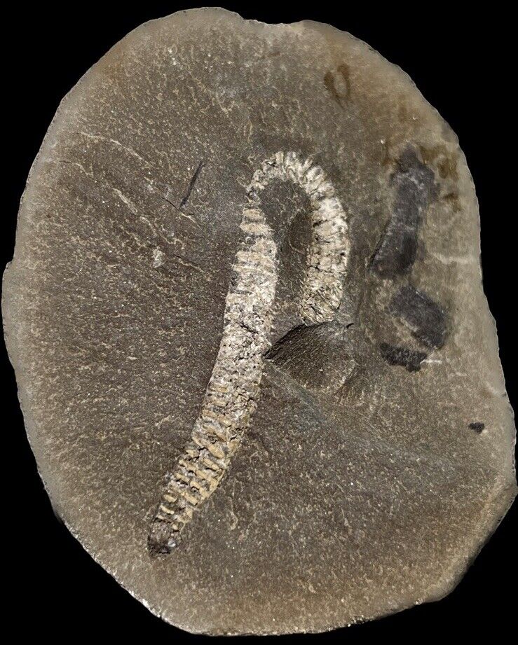 Very Rare Mazon Creek Millipede Fossil: Xyloiulus sp., Pennsylvanian, Illinois