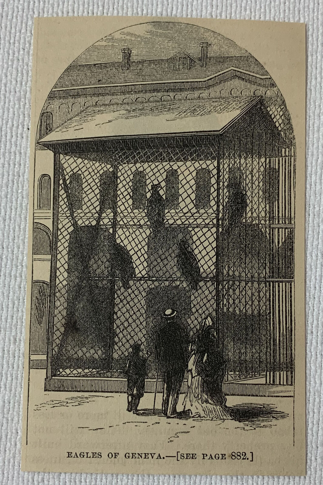 1872 small magazine engraving ~ EAGLES OF GENEVA Switzerland