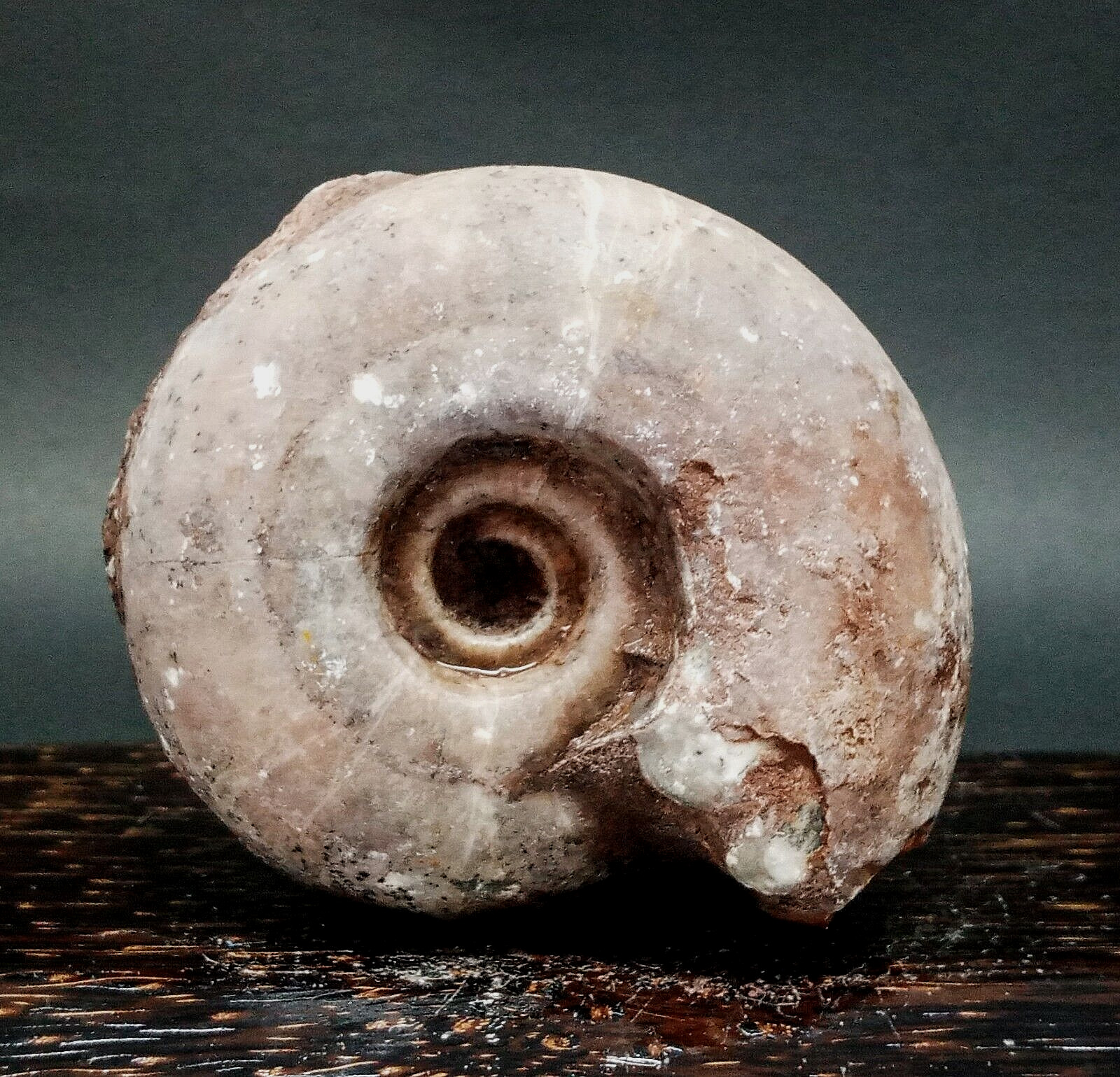 417gr AMAZING Whole Permian Ammonite Fossil rough From Timor Leste