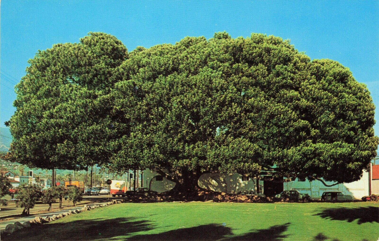Postcard Moreton Bay Fig Tree (Fiscus Macrophylia) Santa Barbara, California VTG