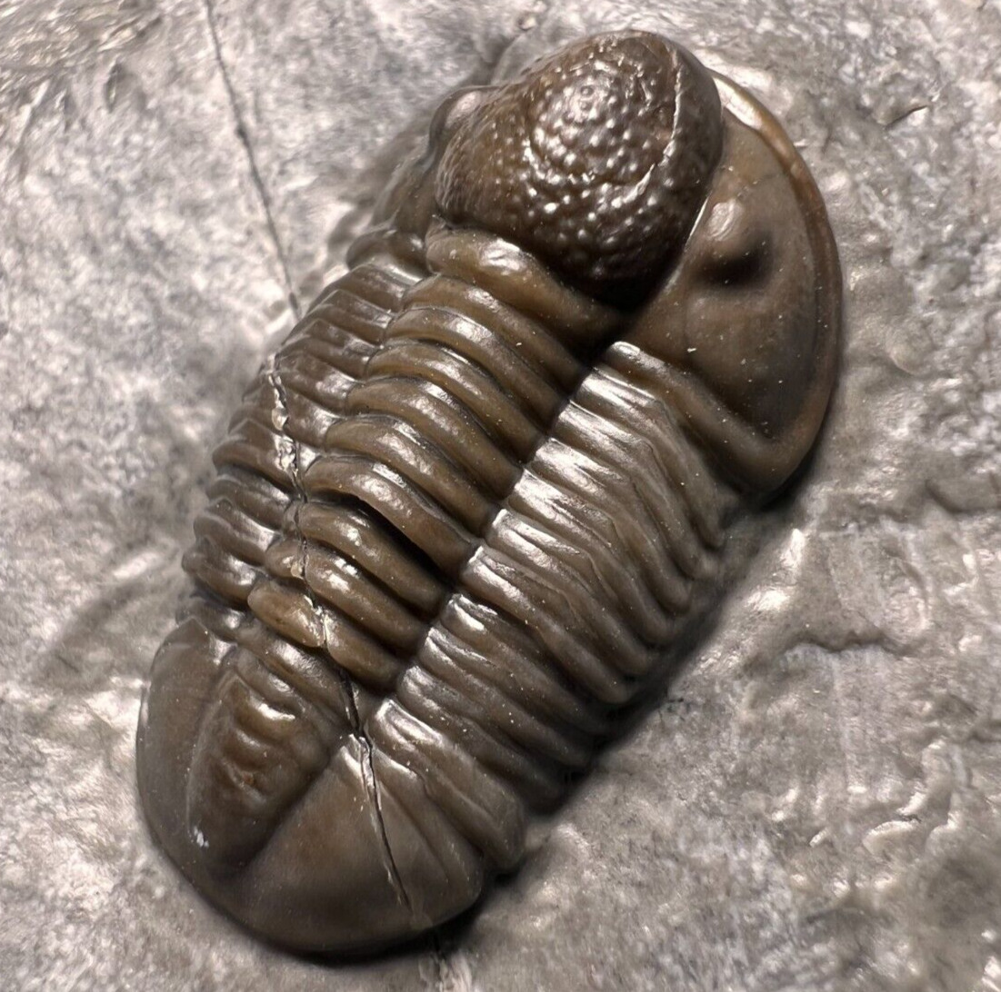 Proetid (Timsaloproetus) Trilobite Fossil - Jorf, Morocco