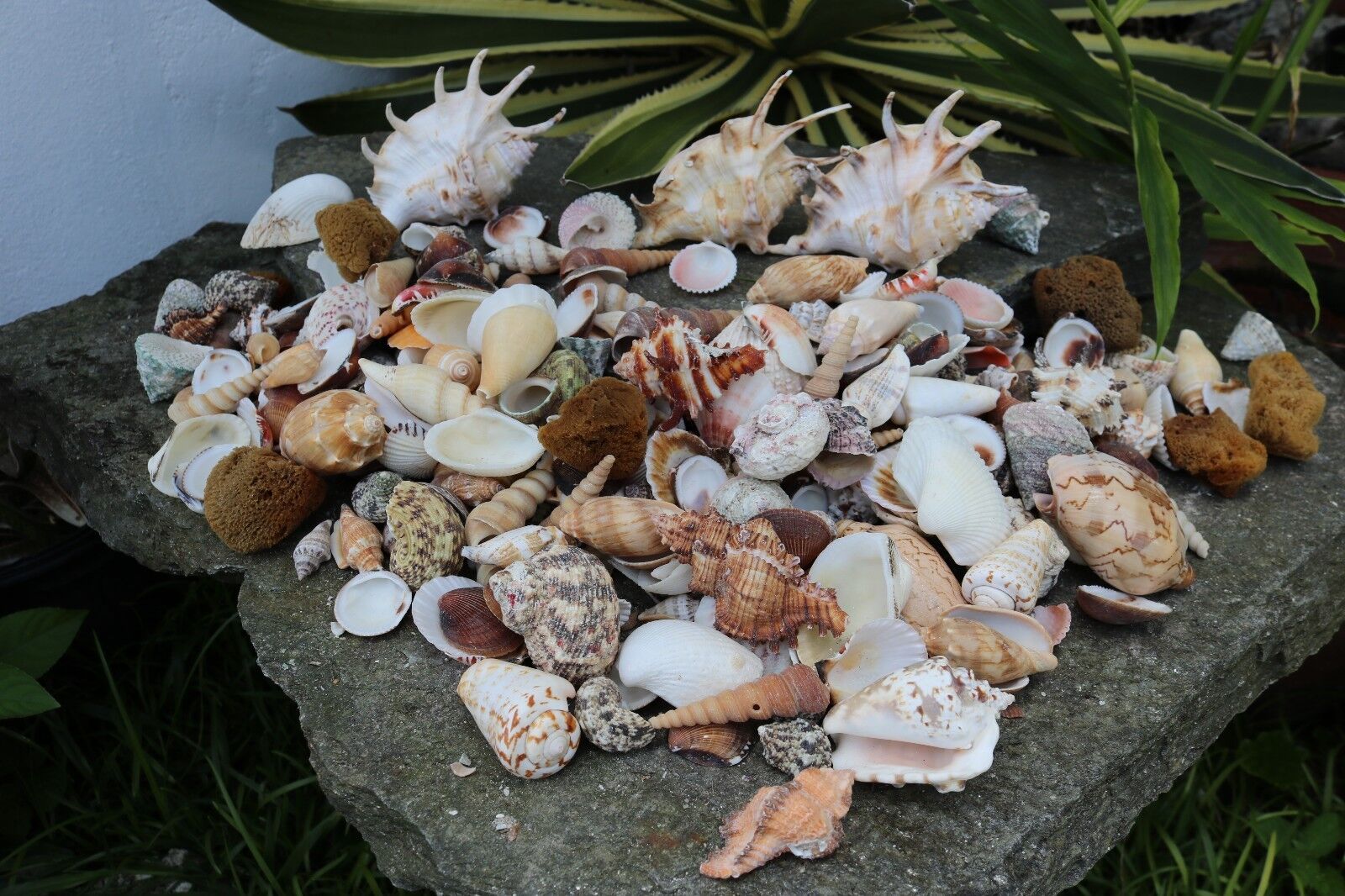 Huge Lot of Seashells 5+ LBS Sea Shells Best Price  