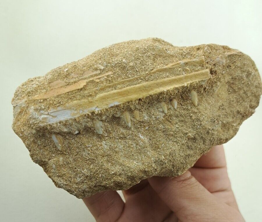 2.7 Inch Rare Enchodus Jaw In Matrix Fossil Enchodus Teeth Fossilized cretaceous