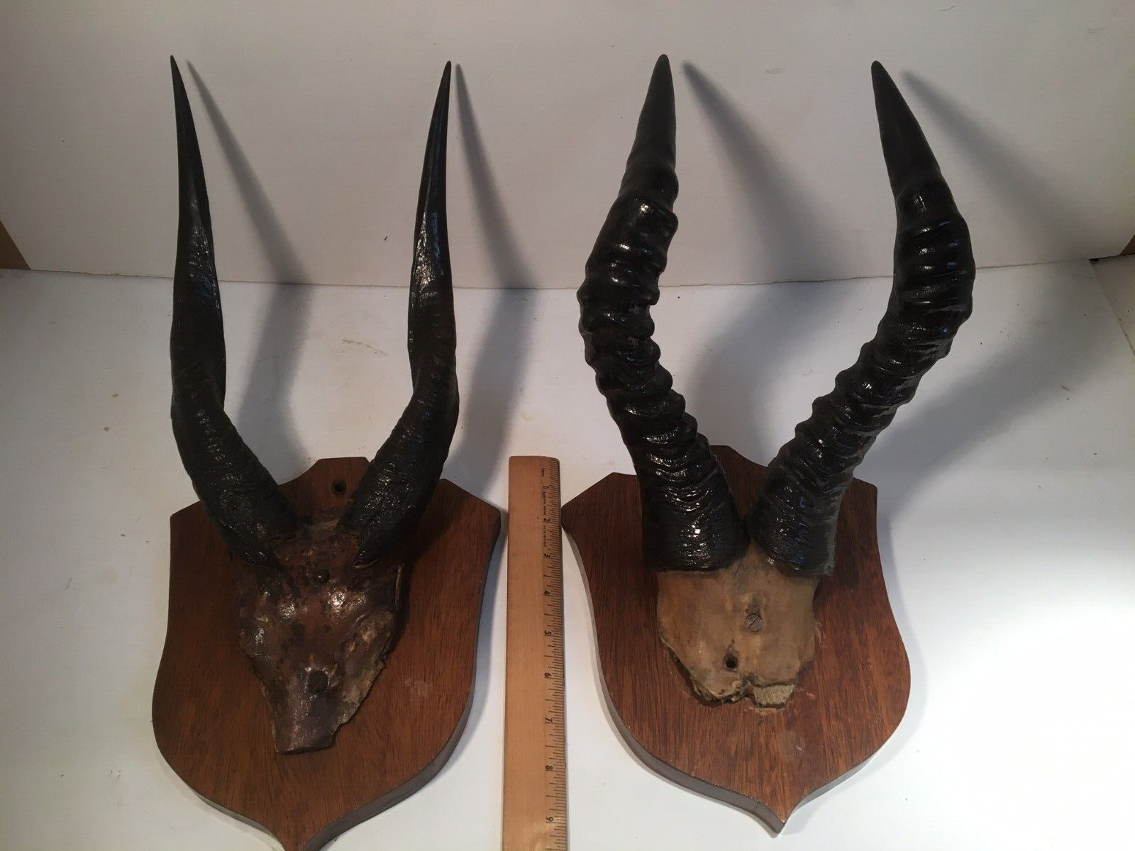 ANTIQUE VINTAGE PAIR TAXIDERMY TROPHY ANIMAL ANTALOPE HORNS / WOOD WALL PLAQUES