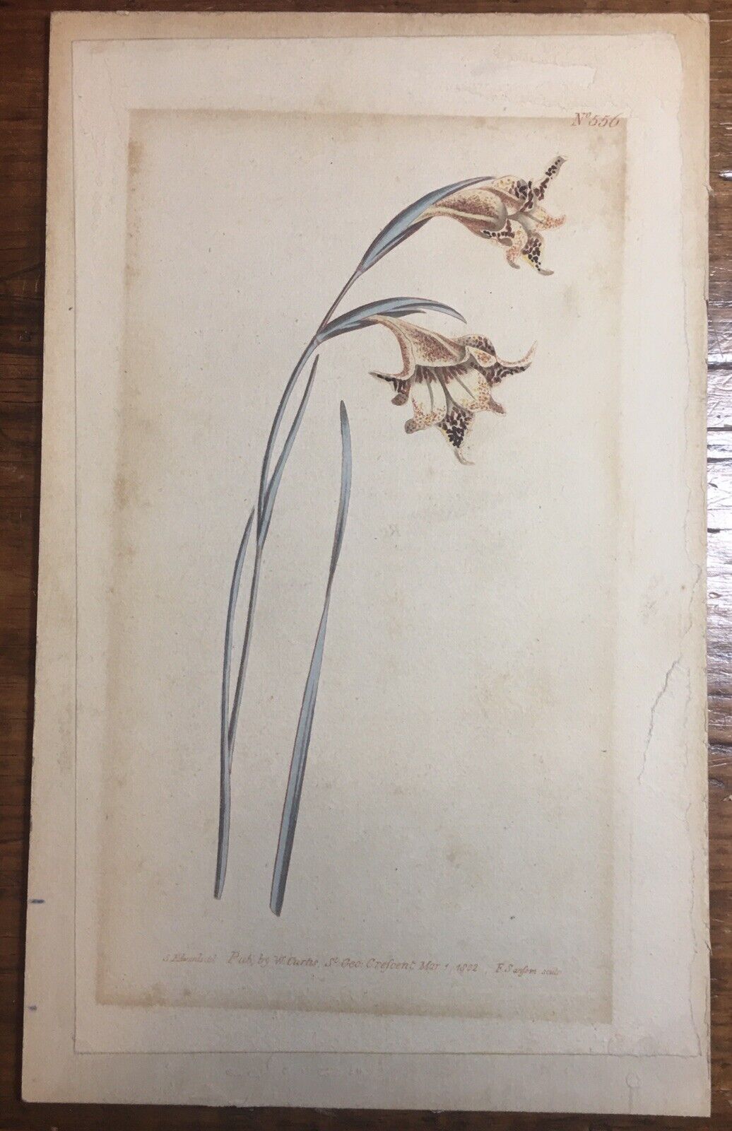 Curtis St. Georges Flower No. 556, F. Sanform Sculp, 1802, Antique Floral Art