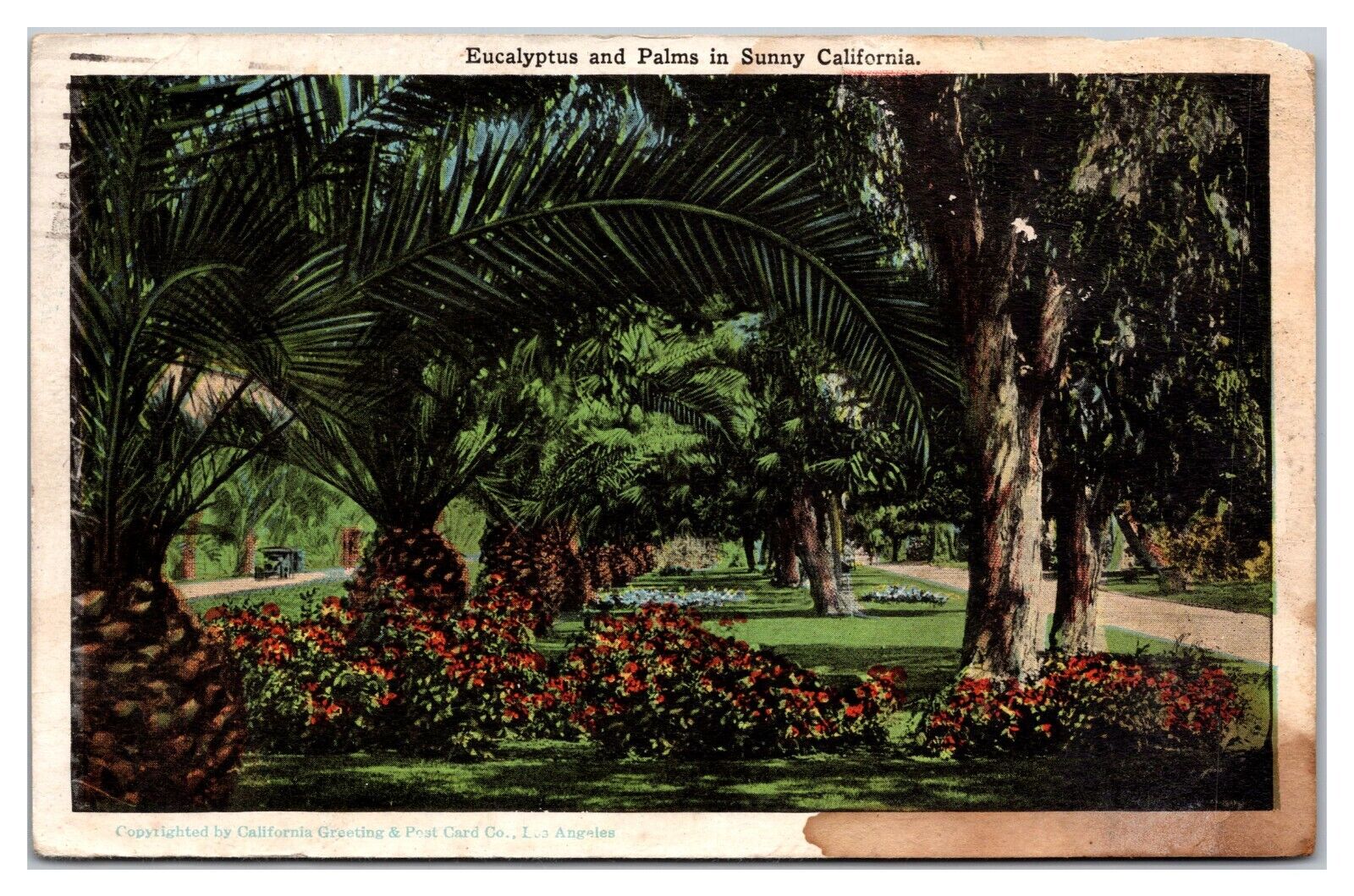 Eucalyptus And Palms In Sunny California Postcard
