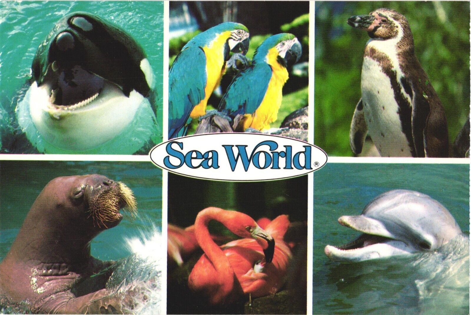Fascinating Exhibits at Sea World, America\'s Finest Marine Life Park Postcard