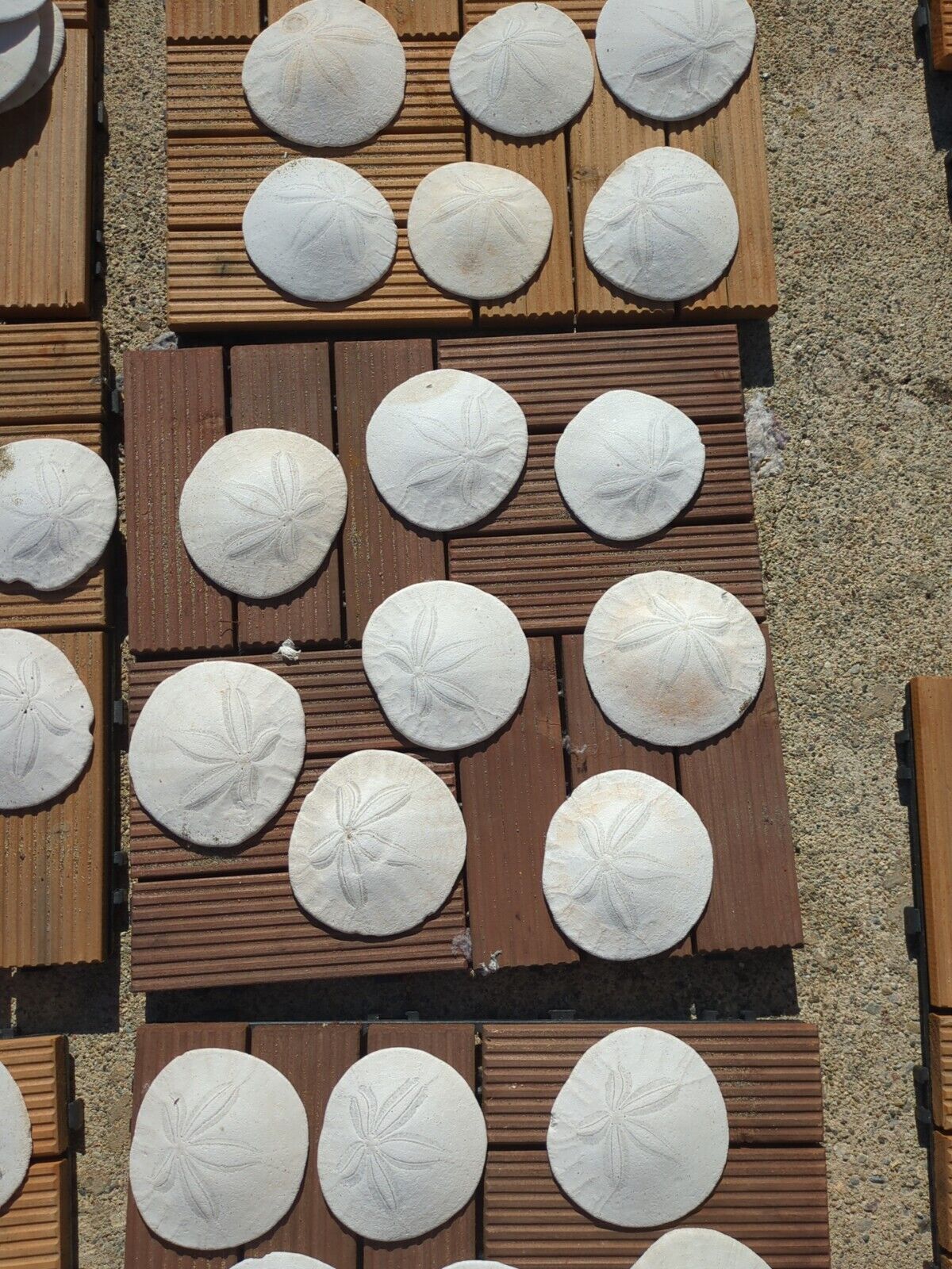  SAND DOLLARS From San Francisco Ocean Beach (3-4inches Wide) (Set Of 6)