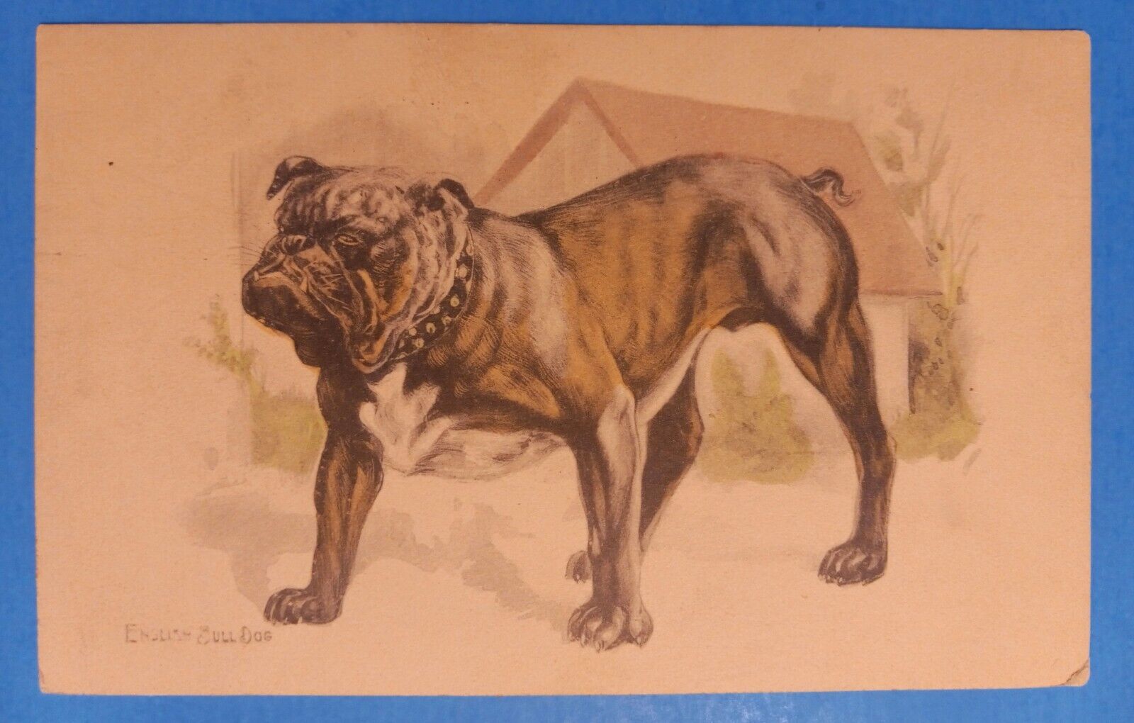 C.1912 Postcard English Bulldog Illustration ~ Hand Colored