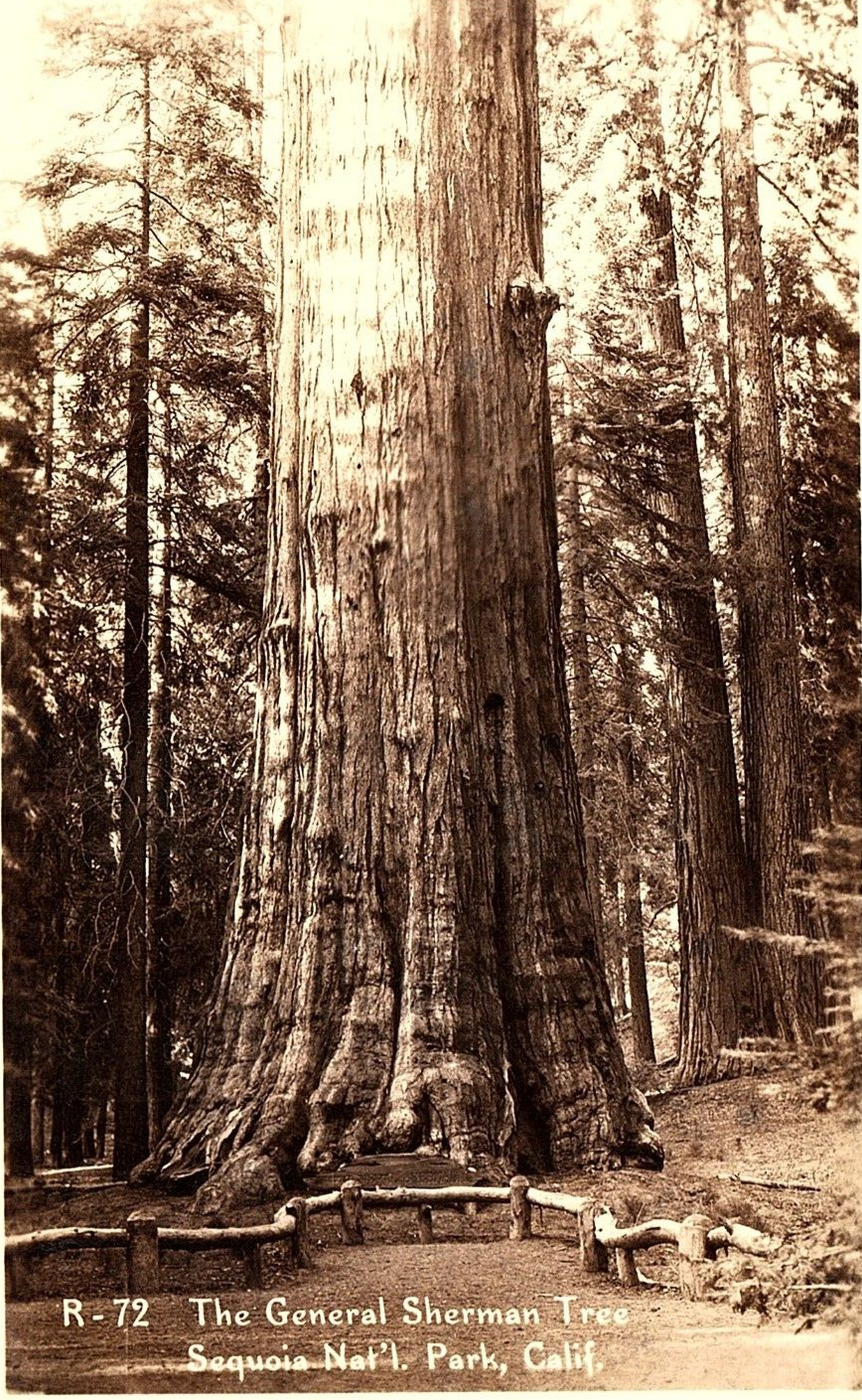 1930s SEQUOIA NAT'L PARK CA GENERAL SHERMAN TREE LARGEST  RPPC POSTCARD P1293