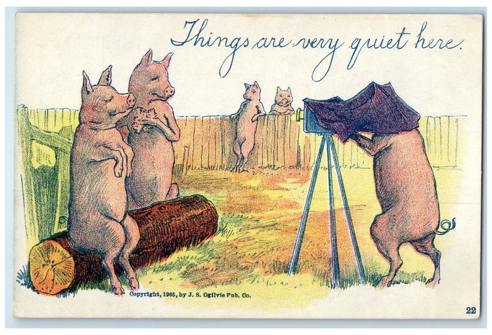 c1905 Pigs Camera Things Are Very Quite Here Animals Posted Antique Postcard