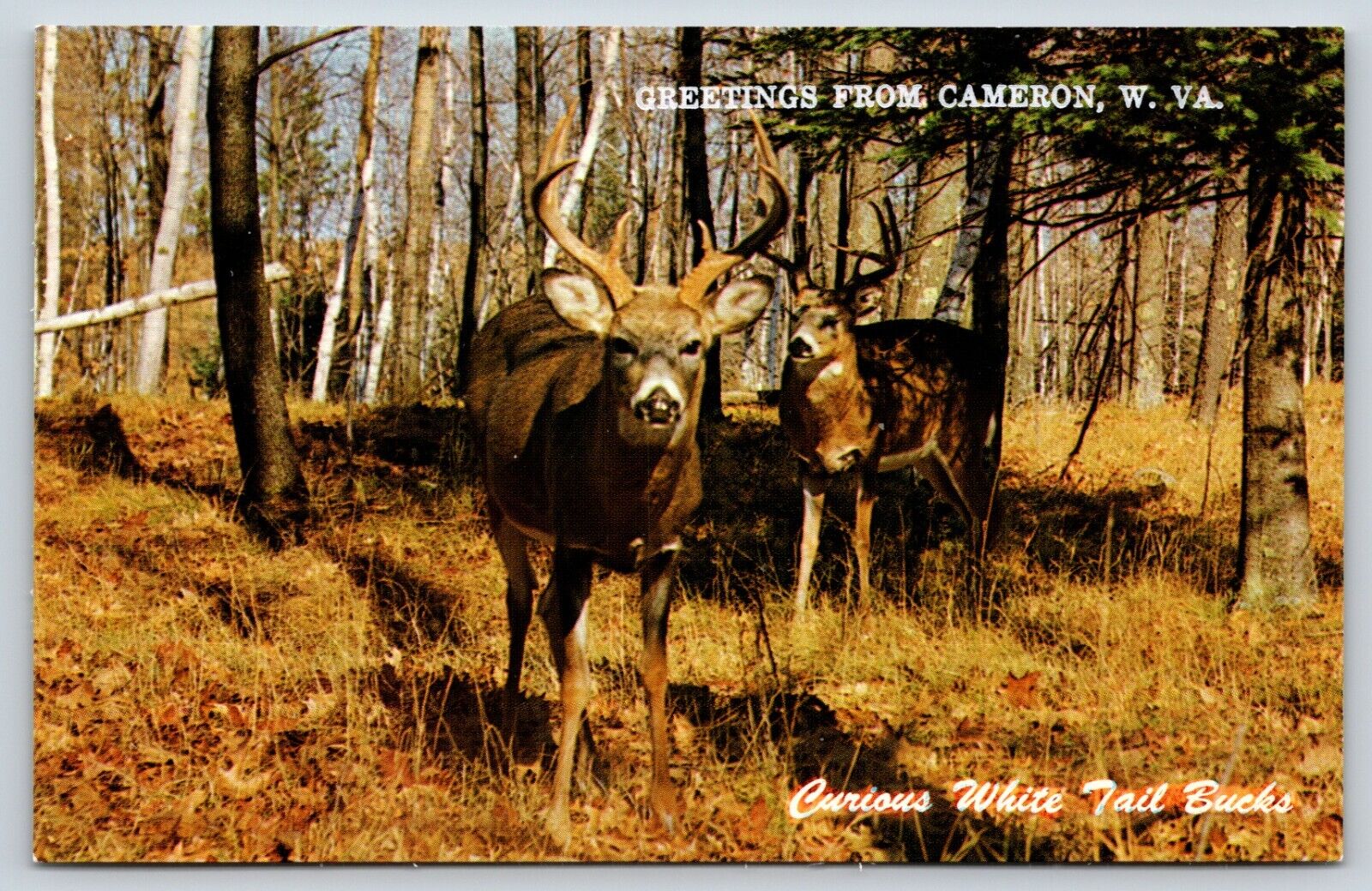 Vintage Postcard Greetings from Cameron West Virginia Deer G11