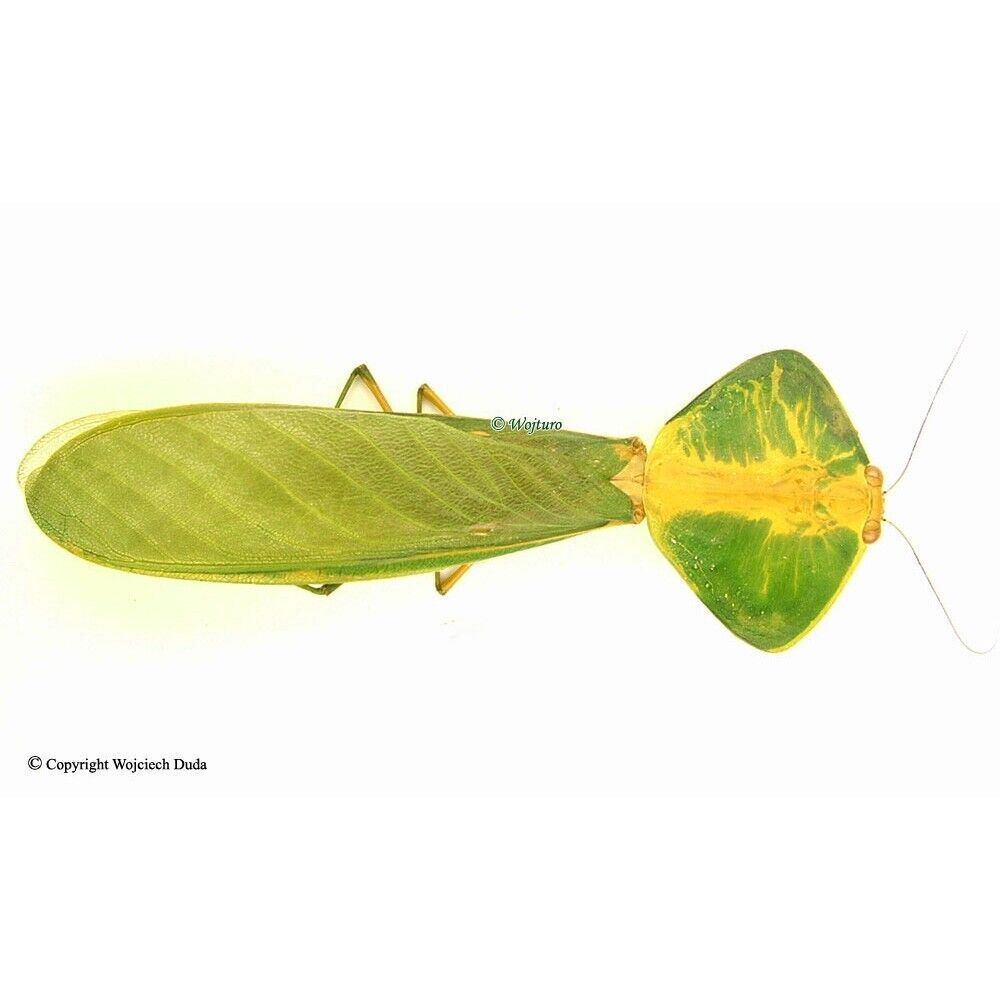 Mantidae sp, rare, Costa Rica, 75mm, nice, A1/A-