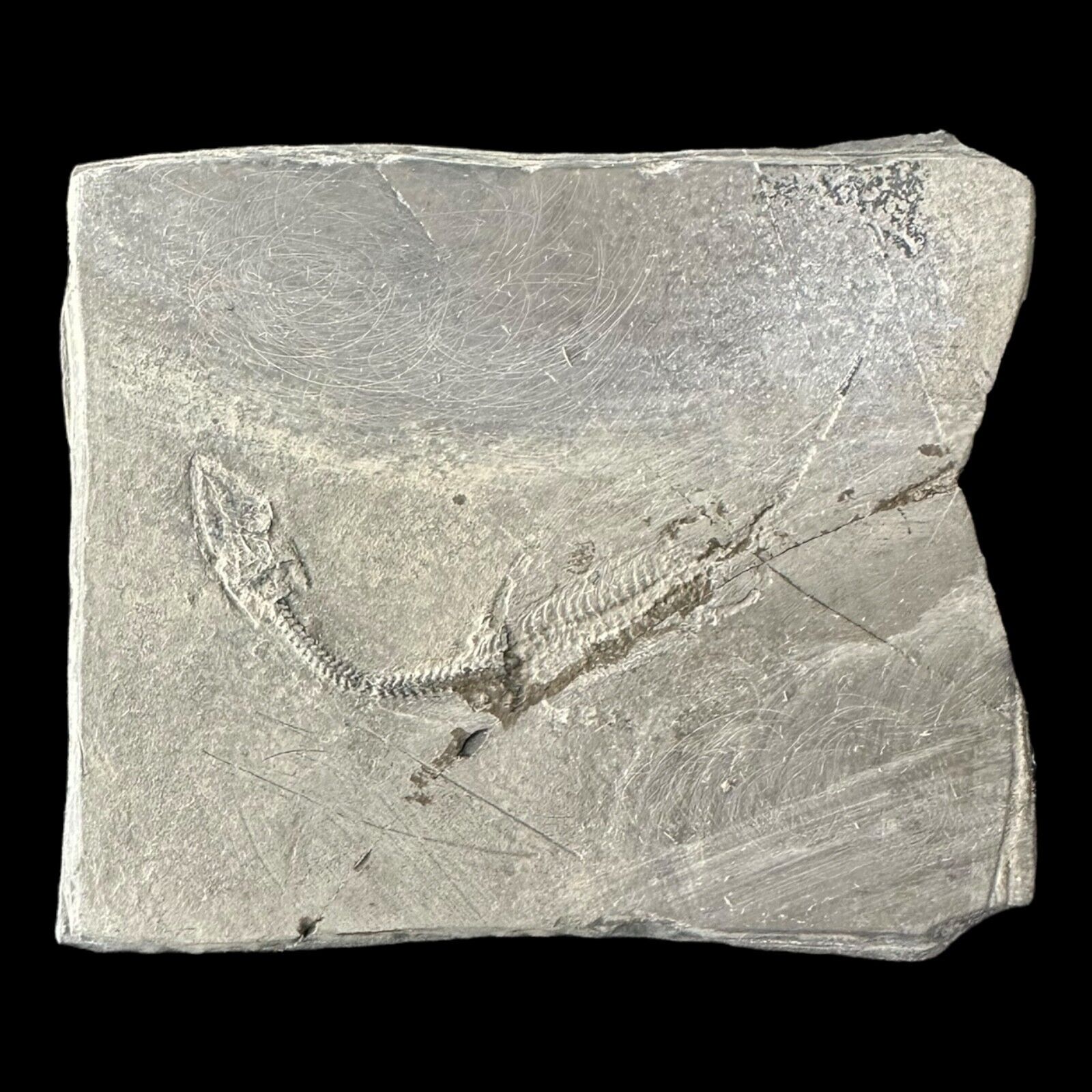 Keichousaurus Fossil - Triassic Era - China