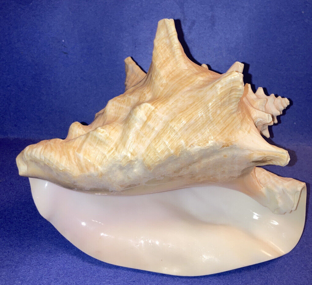 Vtg 7” Conch Shell Seashell Pink Center Nautical Beach Ocean Wedding Decor
