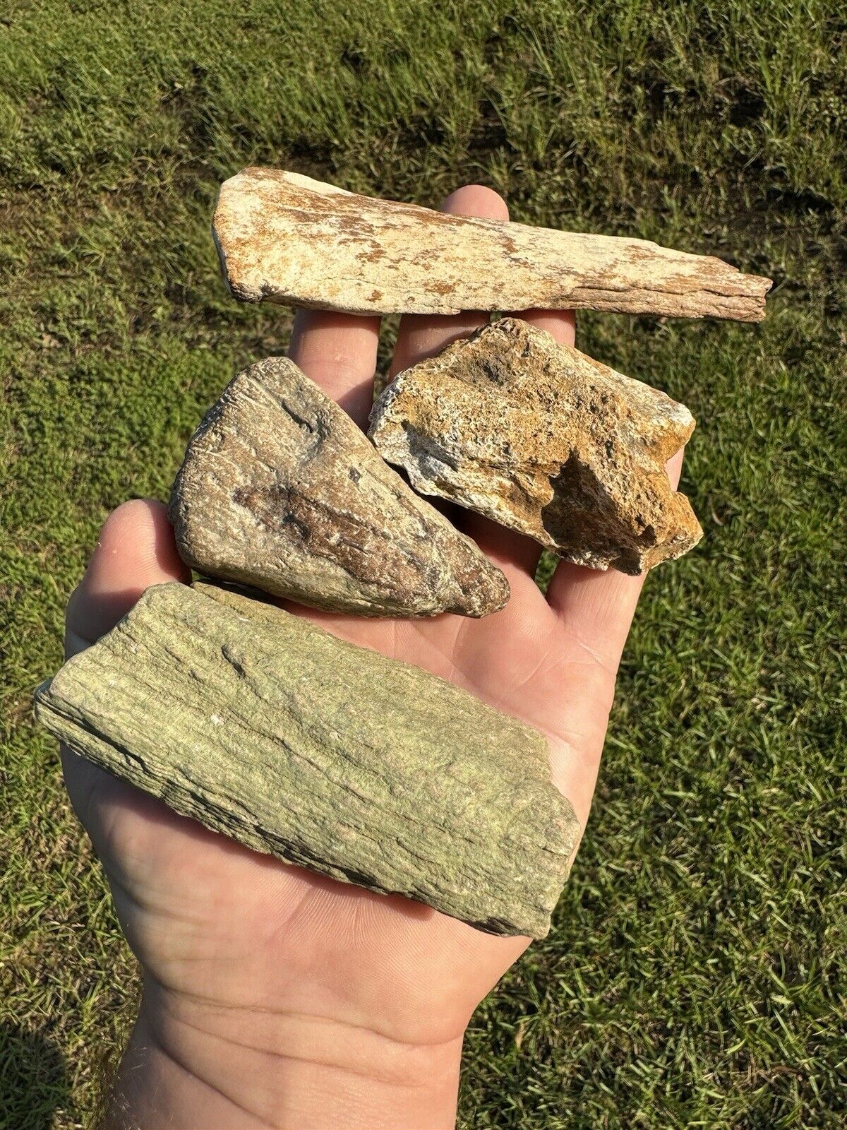 Very Large Cretaceous Period Dino Bone Fossils From North East Mississippi