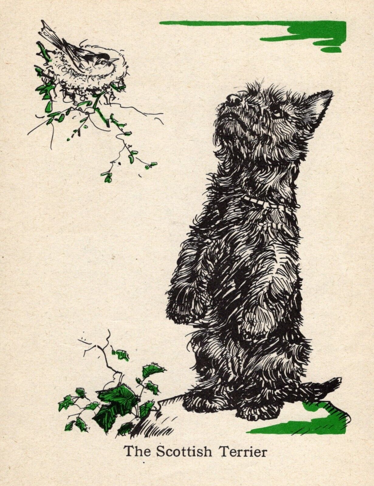 1940 Antique Scottish Terrier Print Vintage Diana Thorne Scottie Dog Print 5392a